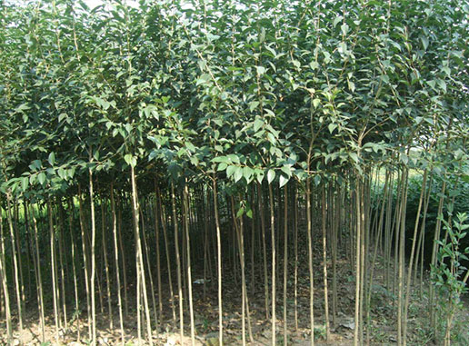 大葉女貞樹(shù)什么時(shí)候種植成活率更高？